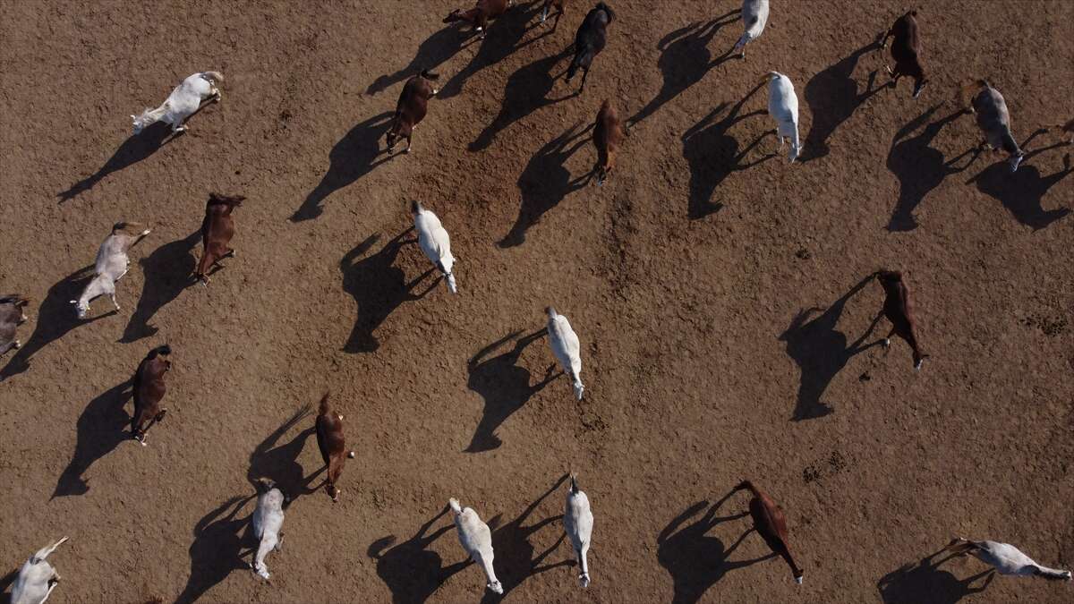 TİGEM’de 120 Safkan Arap Tayı satışa çıkacak 2